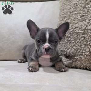Frankie, French Bulldog Puppy